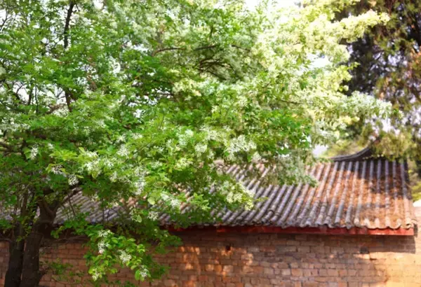 「古木107本が満開迎え、雪が積もっているような白い花の絶景―雲南省」の画像