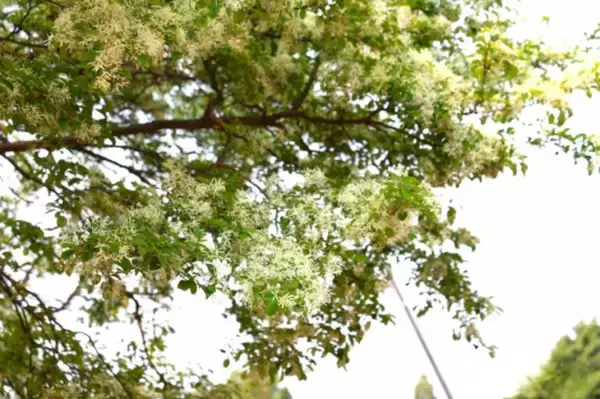 「古木107本が満開迎え、雪が積もっているような白い花の絶景―雲南省」の画像