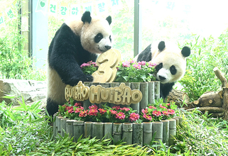 韓国で暮らす双子のパンダ「ルイバオ」と「ホイバオ」、12月に中国に帰国へ