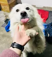 男児2人がケージに花火投げ入れ犬が焼死＝中国ネット「信じられない」「本人らに罰を」