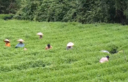 抹茶産業、栽培から仕上げ加工まで網羅して貧困脱却―中国貴州省