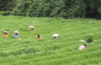 抹茶産業、栽培から仕上げ加工まで網羅して貧困脱却―中国貴州省