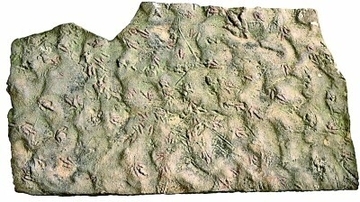 中国の科学者、1億9000万年前の恐竜の尾の痕跡を発見