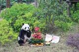 「中日のパンダファンが広西に集結、帰国パンダ「明浜」の誕生日を祝う―中国メディア」の画像1