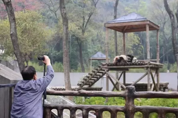 「中日のパンダファンが広西に集結、帰国パンダ「明浜」の誕生日を祝う―中国メディア」の画像