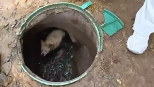 井戸に落ちて約3年間出られなくなっていた犬が救出される―中国