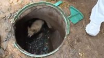 井戸に落ちて約3年間出られなくなっていた犬が救出される―中国