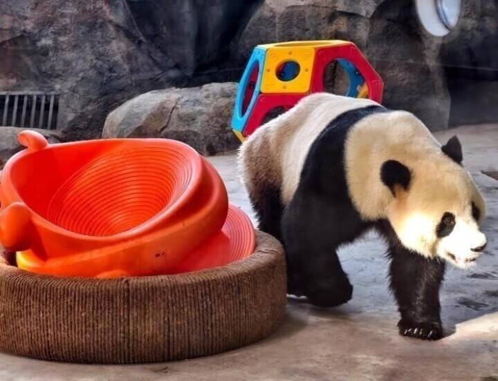 ウルムチウォーターパークで人気を集めるパンダ館―中国