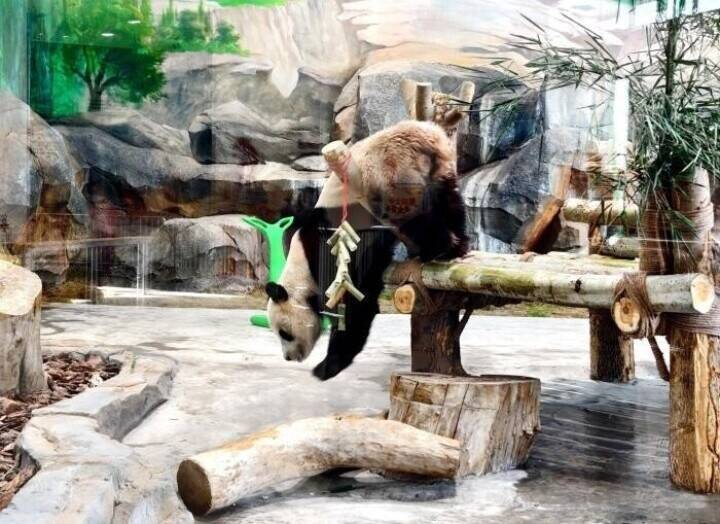 ウルムチウォーターパークで人気を集めるパンダ館―中国