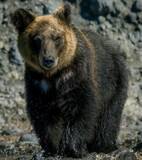 「日本の「今年の漢字」は「熊」、中国ネット「『米』じゃないの？」」の画像1