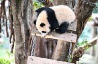 重慶動物園でパンダが陽光を満喫、愛らしい姿見せる―中国