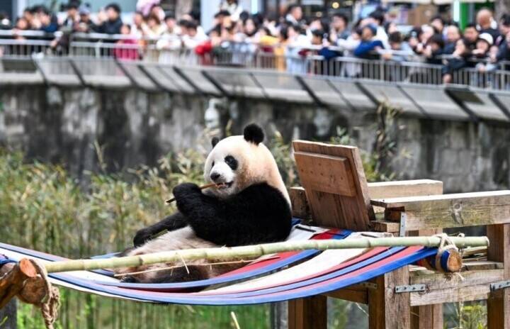 重慶動物園でパンダが陽光を満喫、愛らしい姿見せる―中国
