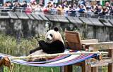 「重慶動物園でパンダが陽光を満喫、愛らしい姿見せる―中国」の画像2