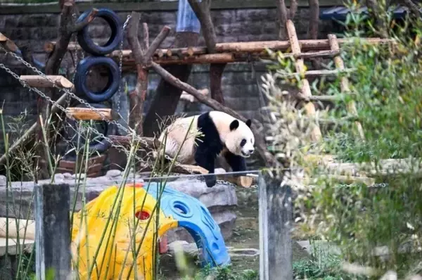 「重慶動物園でパンダが陽光を満喫、愛らしい姿見せる―中国」の画像
