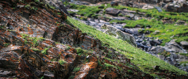 四川省の森林警察がパトロール中にユキヒョウ3頭に遭遇―中国