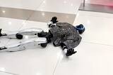 「パフォーマンス中の人型ロボットとぶつかった高齢男性、負傷して病院に搬送―中国」の画像2