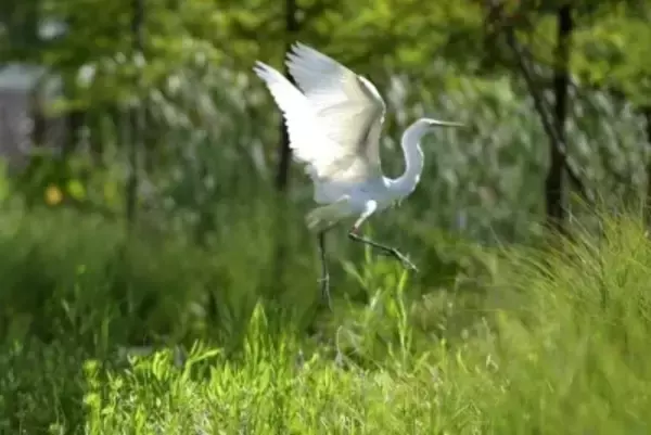 浙江省の工業パークで生まれたシラサギ、2500キロ移動して戻るルートのモニタリング成功―中国