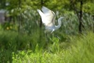 浙江省の工業パークで生まれたシラサギ、2500キロ移動して戻るルートのモニタリング成功―中国