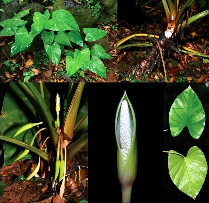 90年ぶりに野生で確認　海南島固有のサトイモ科植物を海口で再発見