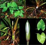 「90年ぶりに野生で確認　海南島固有のサトイモ科植物を海口で再発見」の画像2