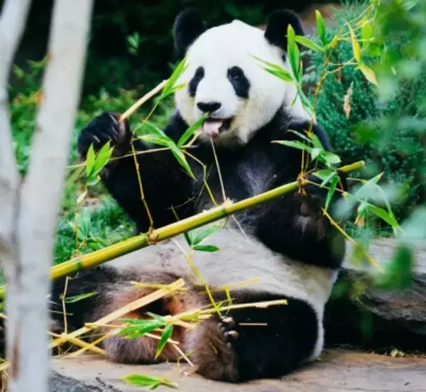 中国科学院、生物多様性保護分野における多数の科学研究成果を発表