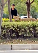 街中にライオン、サーカス公演準備中に脱走、10分後に捕獲―中国