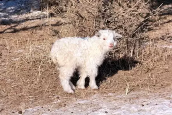 死んだふりをするヒツジがネットで人気沸騰、13万元で売ってという人も―中国