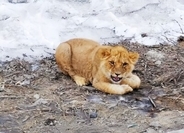 高速道路に子どものライオン、輸送中に逃げ出す―中国