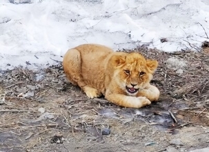 高速道路に子どものライオン、輸送中に逃げ出す―中国