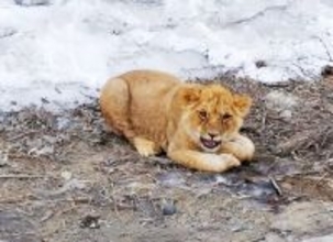 高速道路に子どものライオン、輸送中に逃げ出す―中国