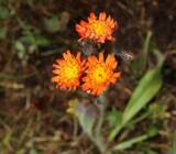 「中国で初めてキク科の「コウリンタンポポ」を確認―新疆ウイグル自治区」の画像1