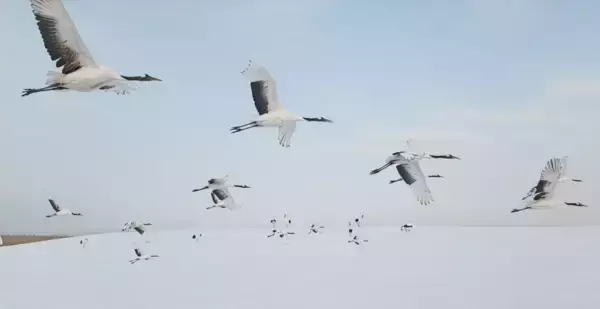 黒竜江省チチハルの雪原で美しく舞うタンチョウ―中国