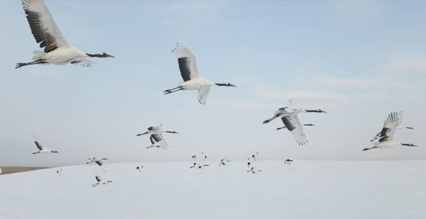 黒竜江省チチハルの雪原で美しく舞うタンチョウ―中国