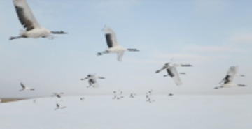 黒竜江省チチハルの雪原で美しく舞うタンチョウ―中国