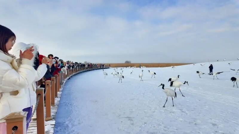 黒竜江省チチハルの雪原で美しく舞うタンチョウ―中国