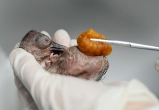 浙江省徳清、トキの一家に新たな家族が誕生―中国