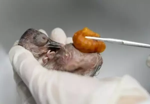 浙江省徳清、トキの一家に新たな家族が誕生―中国