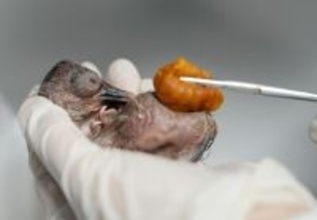 浙江省徳清、トキの一家に新たな家族が誕生―中国