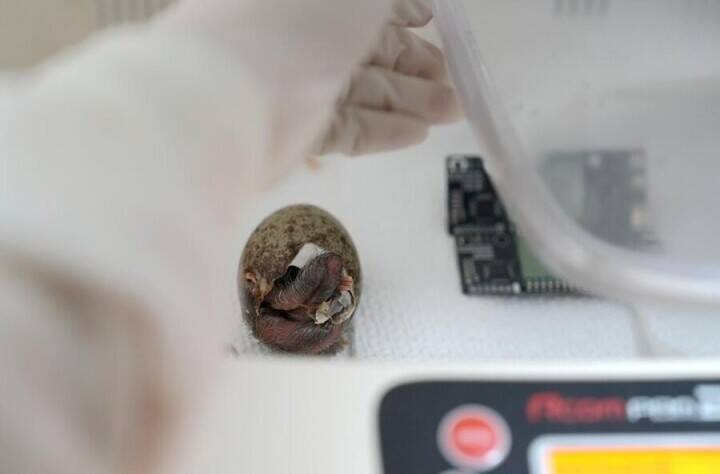 浙江省徳清、トキの一家に新たな家族が誕生―中国