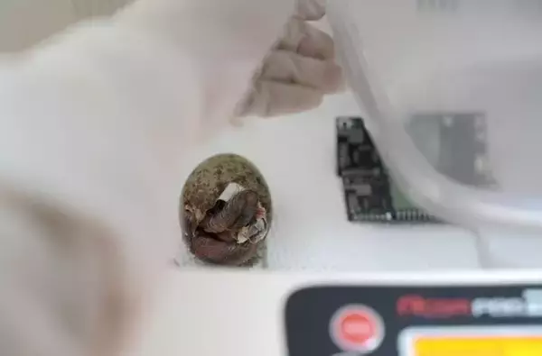 「浙江省徳清、トキの一家に新たな家族が誕生―中国」の画像