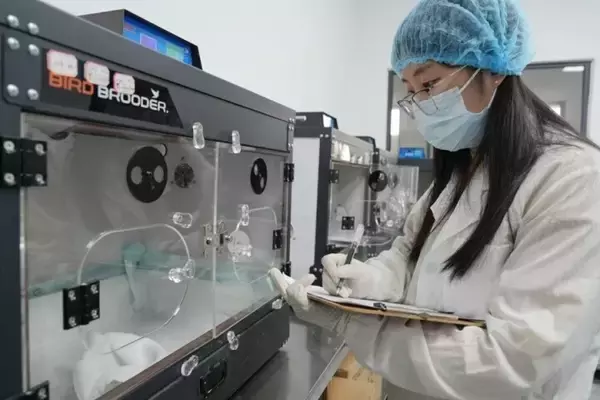 「浙江省徳清、トキの一家に新たな家族が誕生―中国」の画像