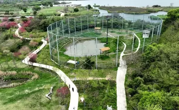 「浙江省徳清、トキの一家に新たな家族が誕生―中国」の画像