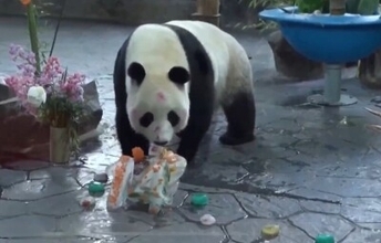 上海野生動物園でジャイアントパンダの「誕生日月間」