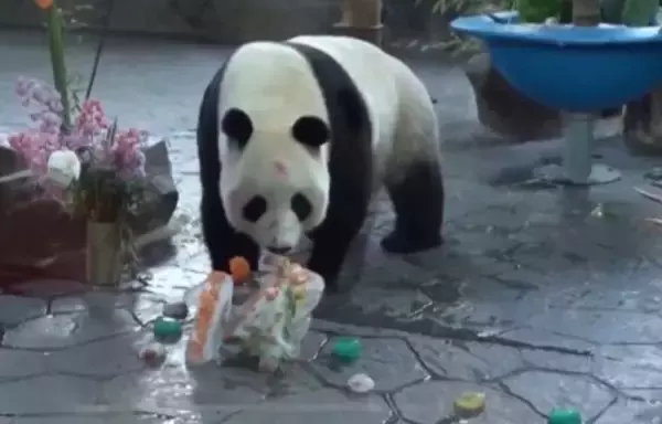 上海野生動物園でジャイアントパンダの「誕生日月間」