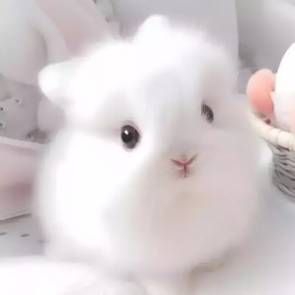 1歳児がウサギに指先をかみちぎられる、家族がウサギを解剖して指先を探す―中国