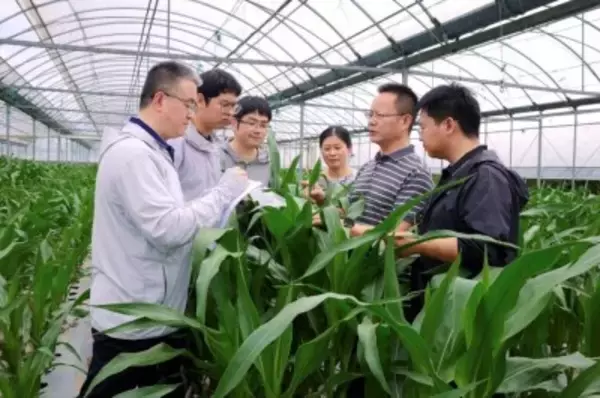高タンパク質トウモロコシの自主育種に成功―中国