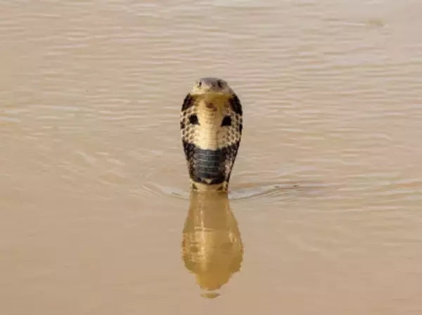 洪水で養殖場から約900匹のヘビが逃げ出す―広西チワン族自治区