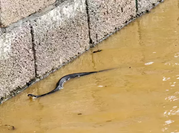 「洪水で養殖場から約900匹のヘビが逃げ出す―広西チワン族自治区」の画像