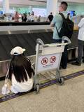 「「中国人の民度を上げるにはあと何年…」＝空港で見た光景にげんなり―中国ネット」の画像2