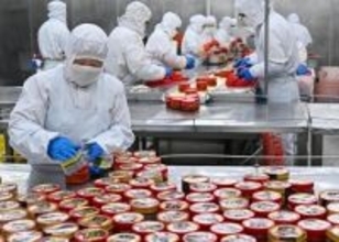 春節控え、キムチ作りに追われる加工企業―山東省平度市